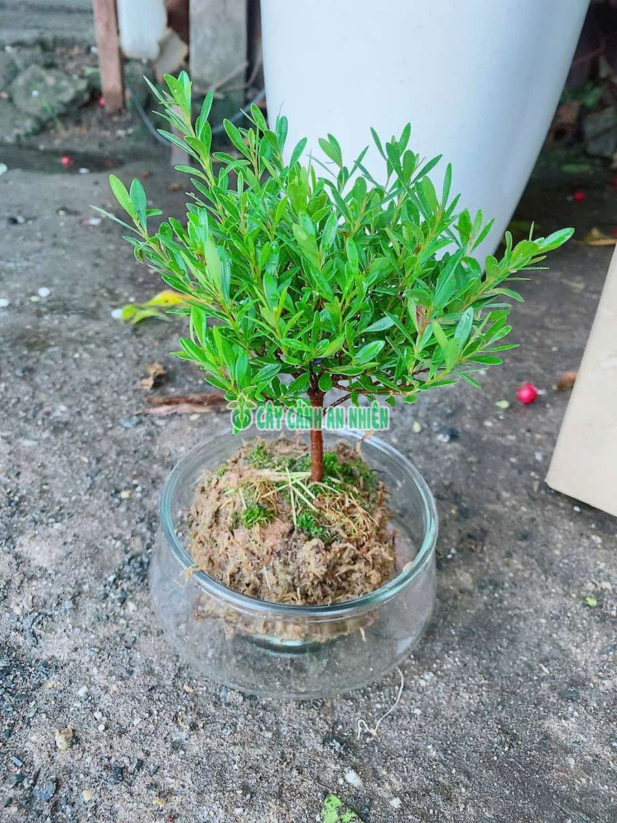 Tiểu Diệp Xích Nam Trồng Thủy Sinh