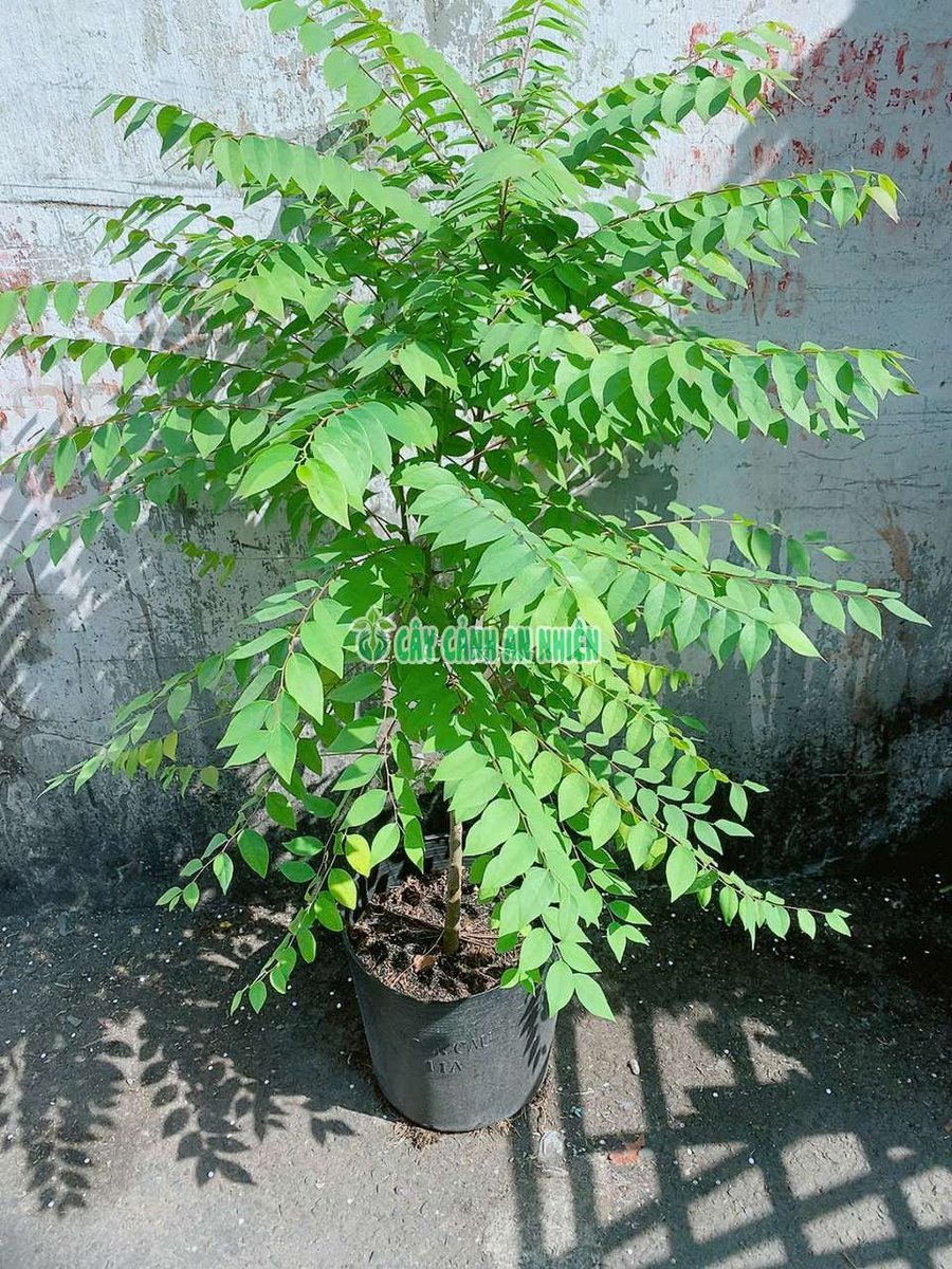Cây Chùm Ruột 1m