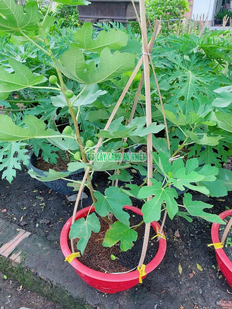 Cây Sung Mỹ Hơn 1m Cho Sai Trái