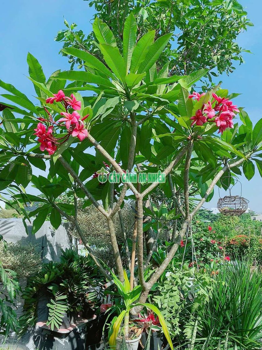 Cây Sứ Thái Hồng Thơm