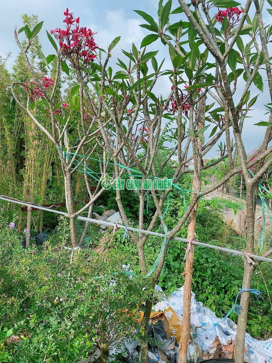 Cây Sứ Cùi Màu Đỏ Cao 2m5