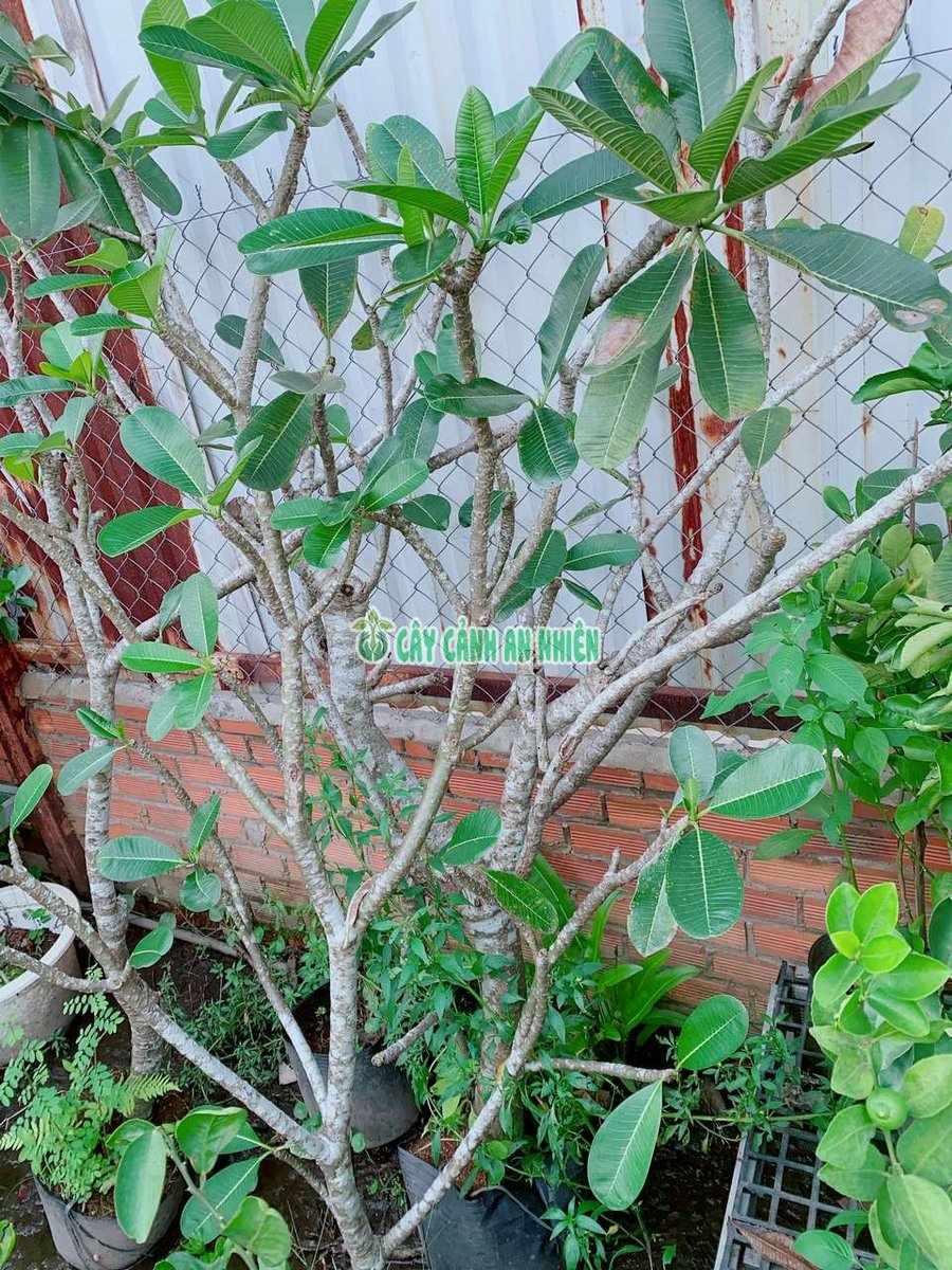 Cây Sứ Cùi Cao 1-1m5