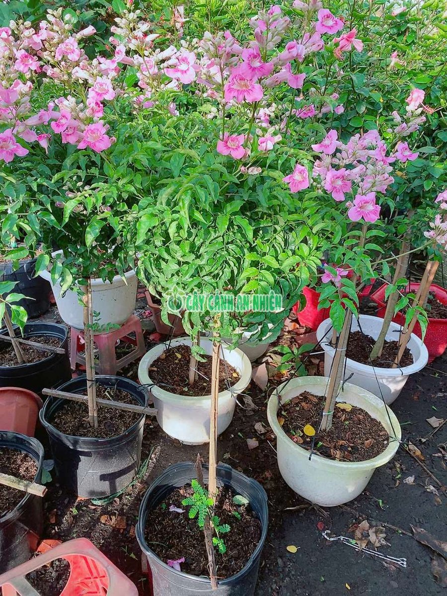 Cây Hồng Thiên Hương Một Cốt Lớn (Hồng Phúc, Hồng Thiên Lý)