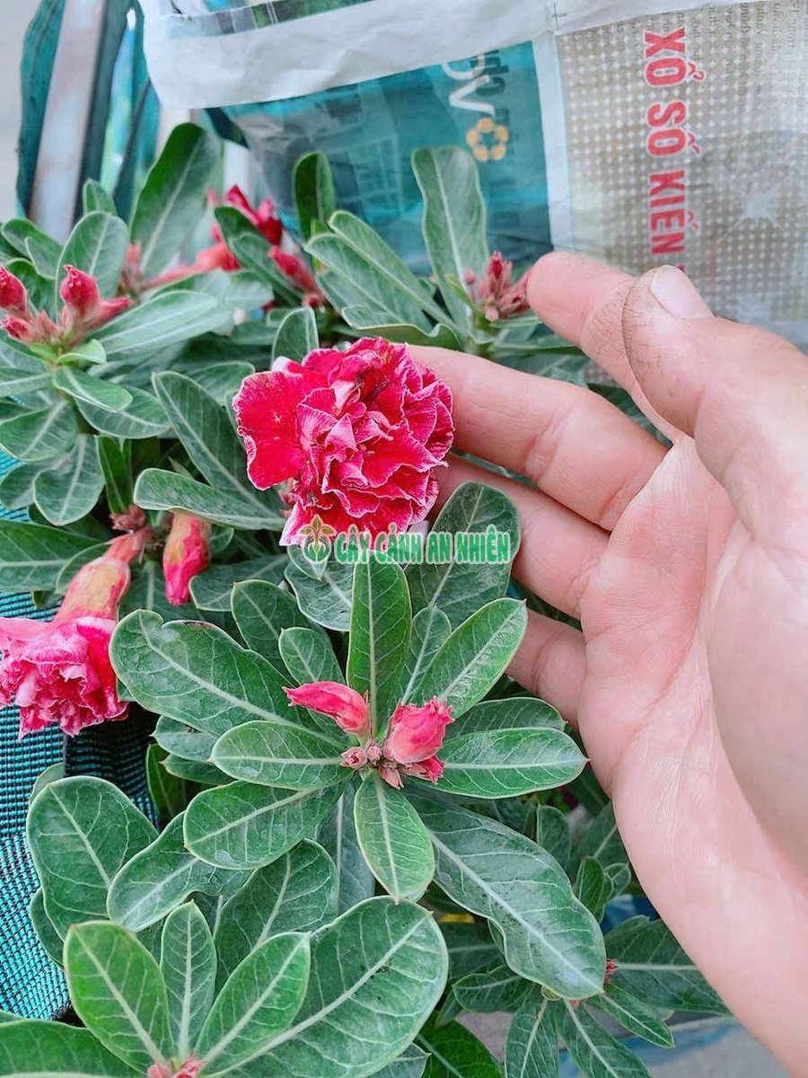 Cây Hoa Sứ Thái Cánh Kép