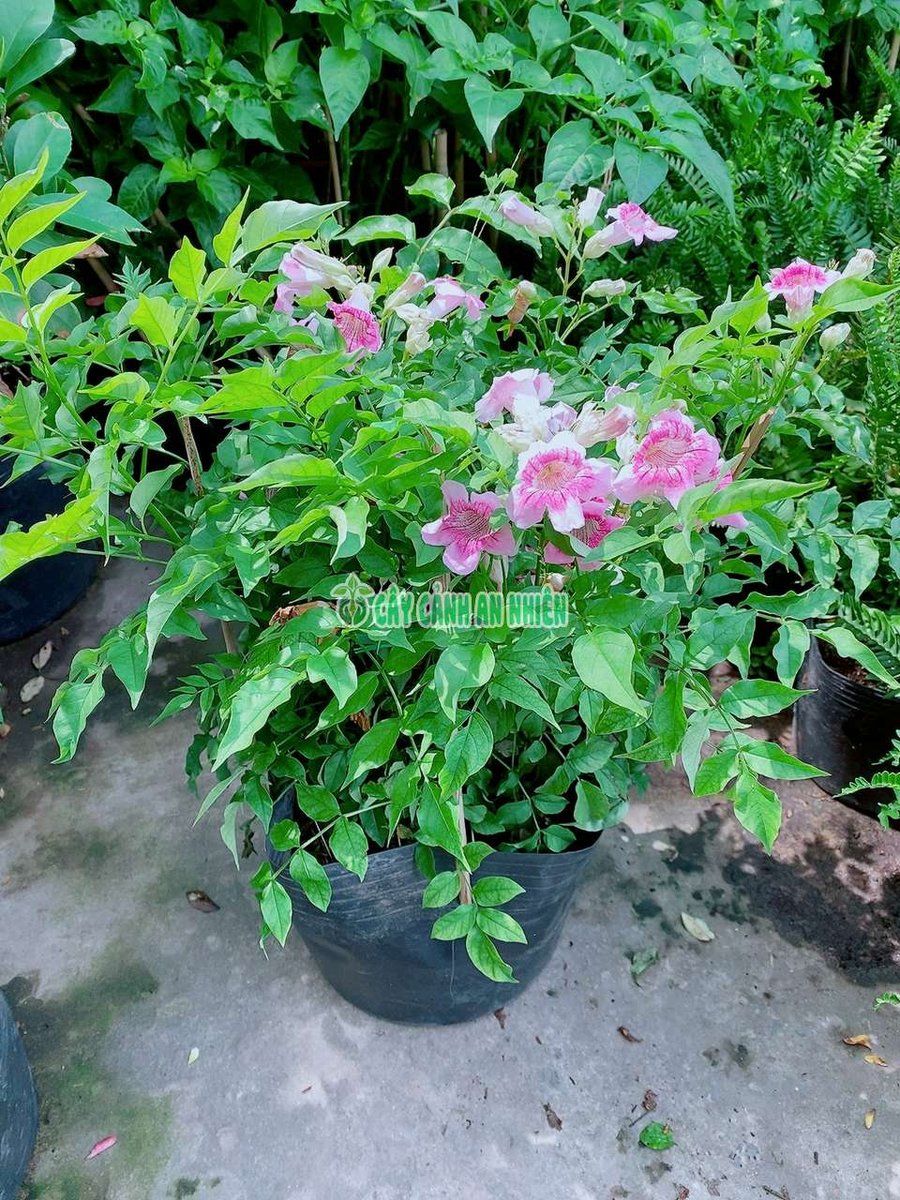 Hoa Hồng Phúc (Hồng Thiên Hương, Hồng Thiên Lý)