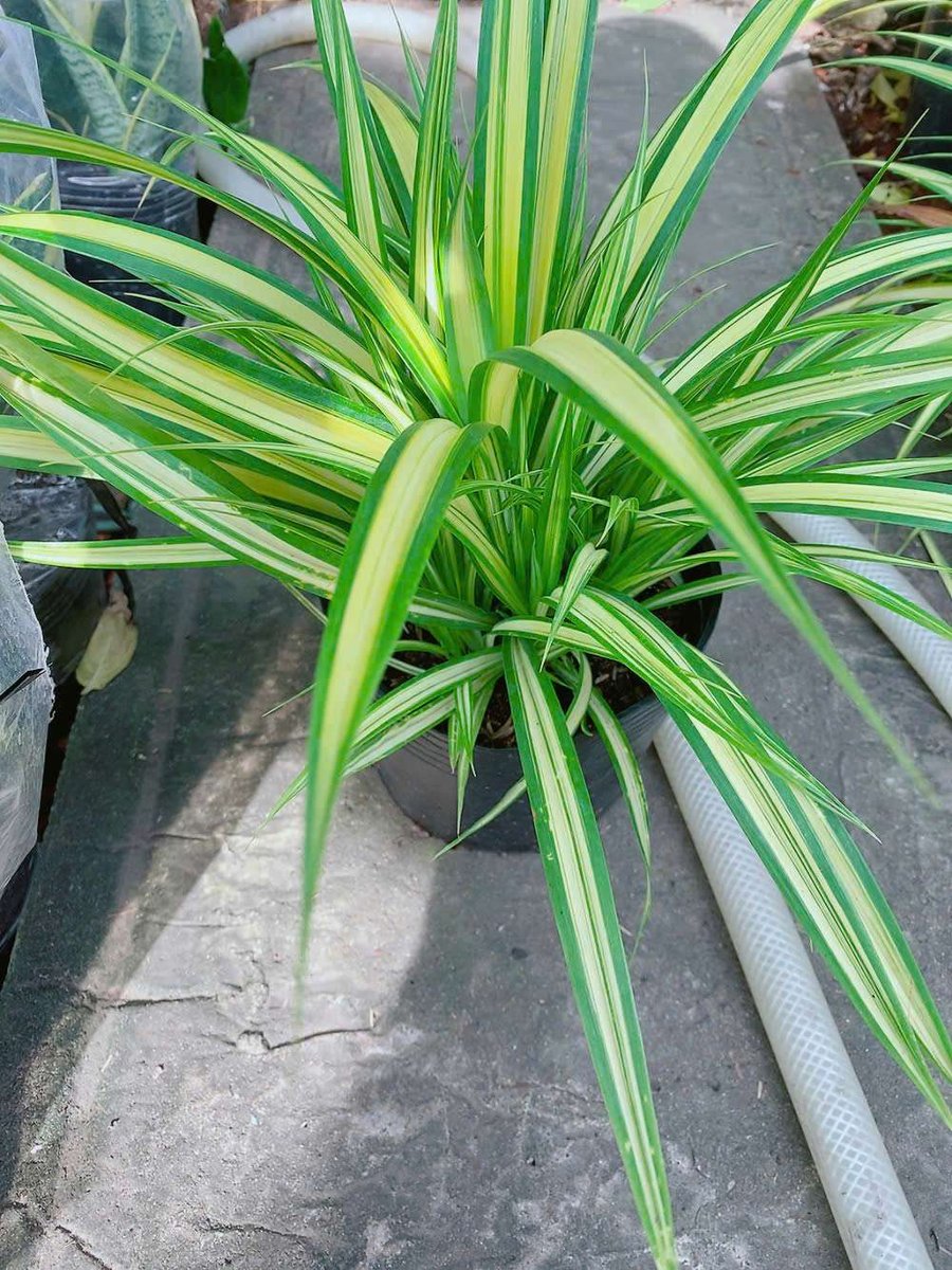 Cây Dứa Sọc Vàng