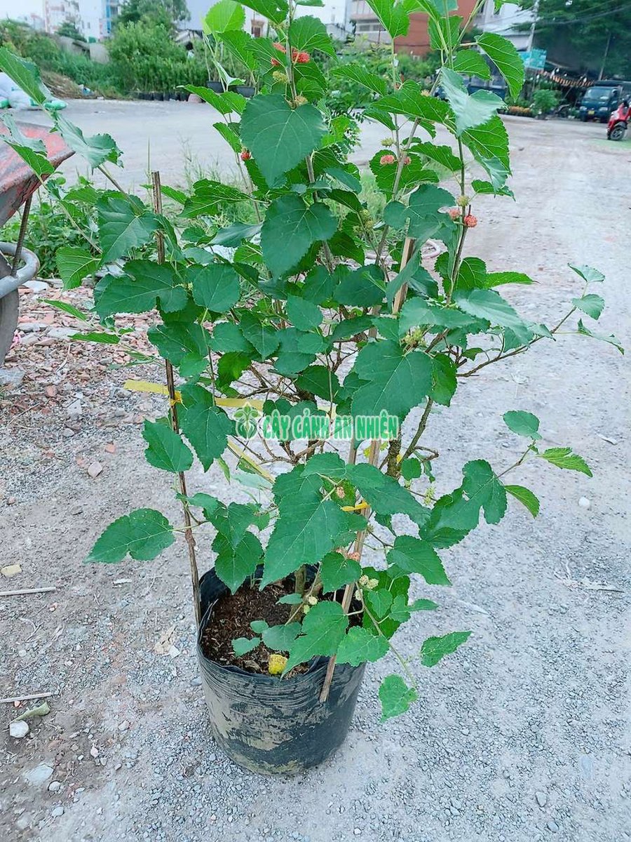 Cây Dâu Tầm