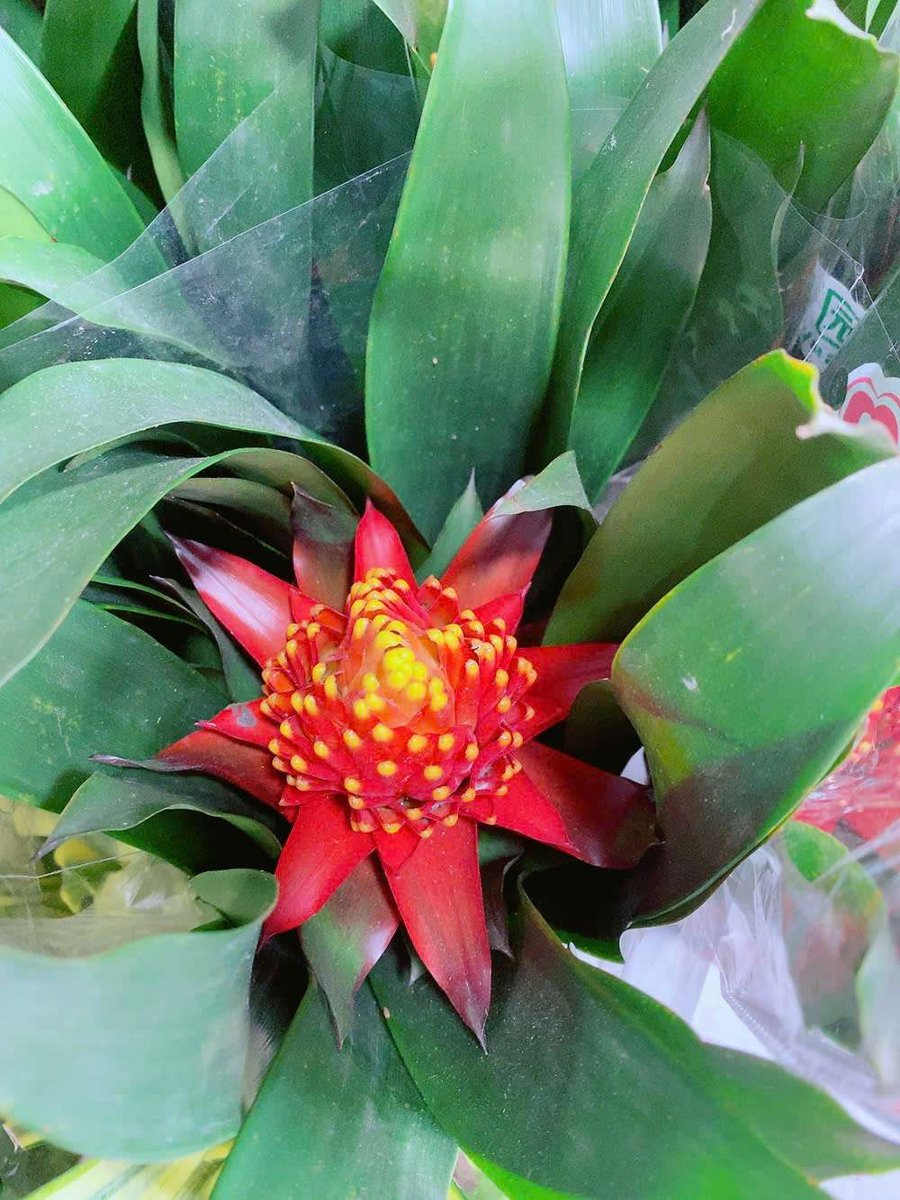 Cây Dứa Cảnh Nến