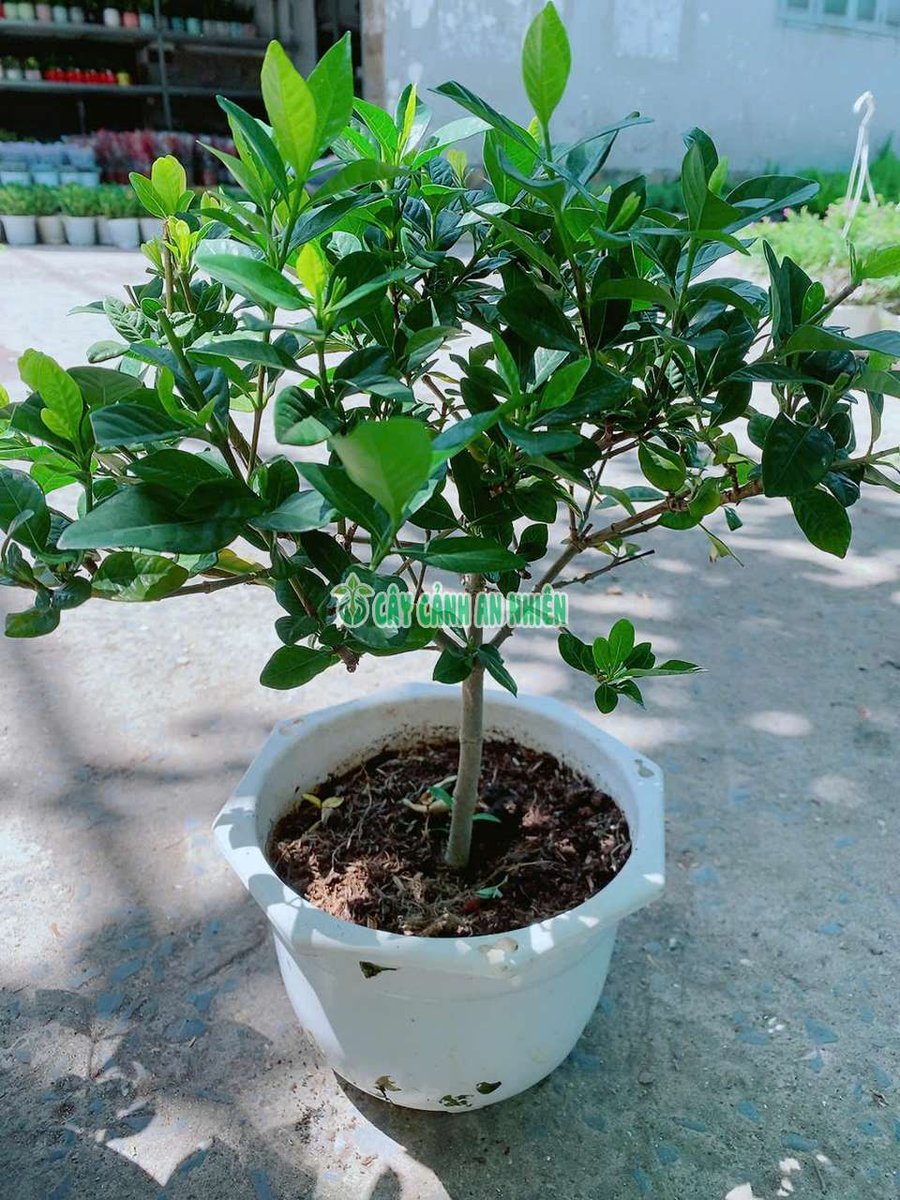 Cây Dành Dành Một Cốt (Bạch Thiên Hương 30-40cm)