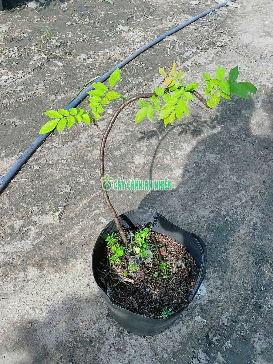 Cây Giống Tử Đằng Leo Giàn