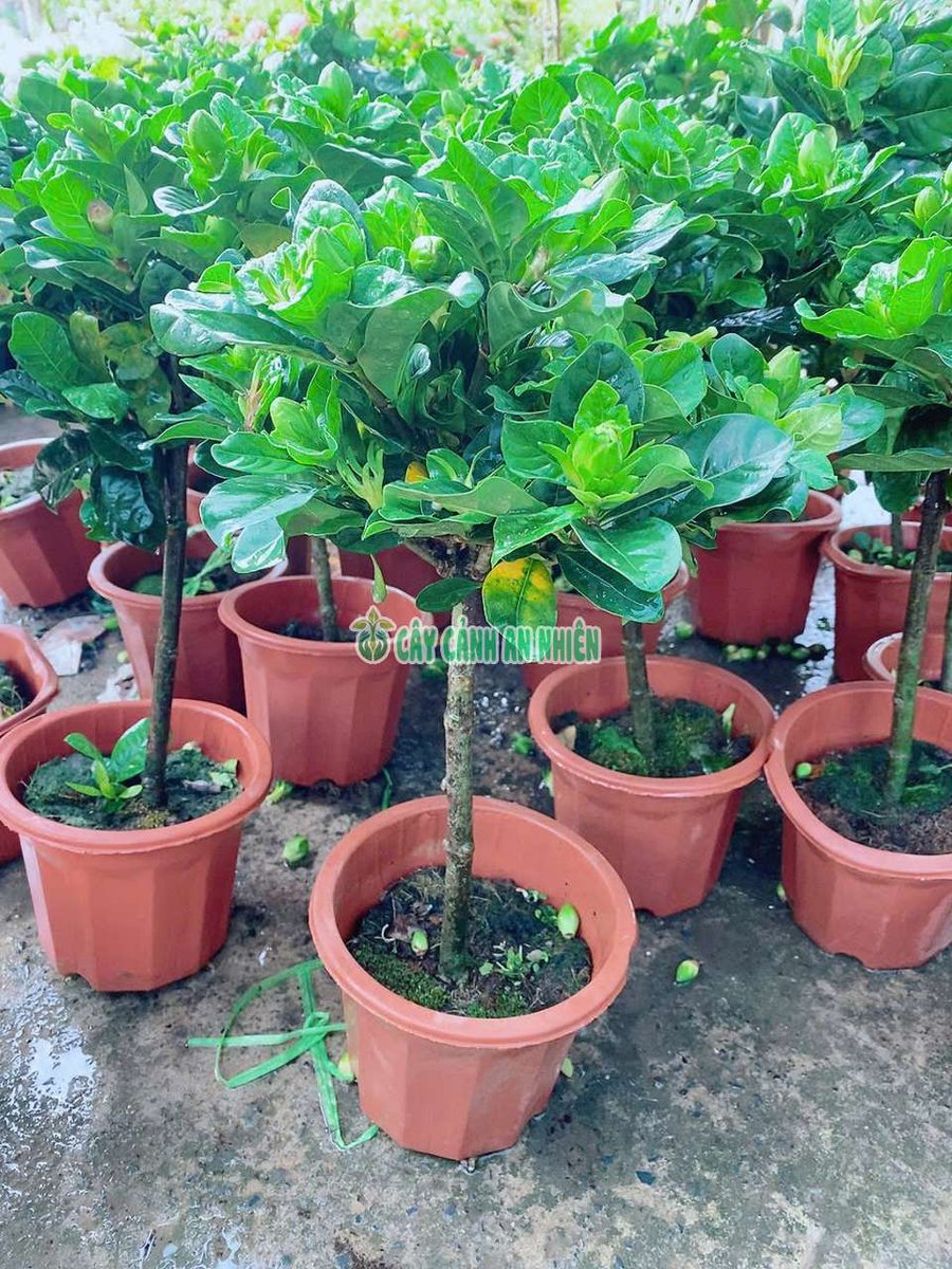Cây Dành Dành Một Cốt 50-60cm (Bạch Thiên Hương)