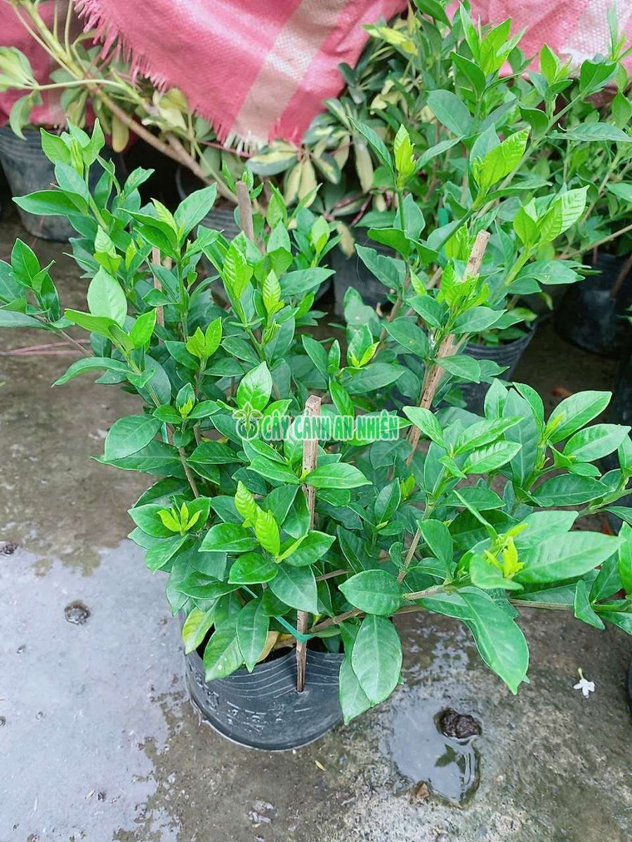 Cây Dành Dành Lá Nhỏ- Bạch Thiên Hương Lá Nhỏ
