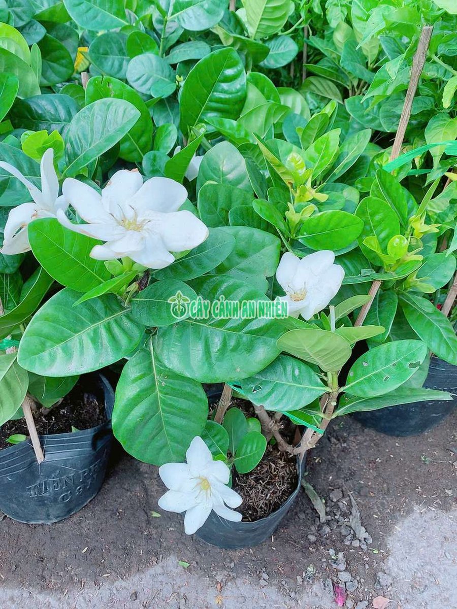 Cây Bạch Thiên Hương Lá Lớn(Dành Dành)
