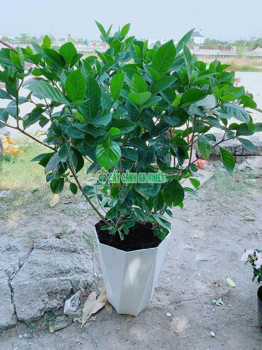 Chậu Cây Dành Dành-Bạch Thiên Hương