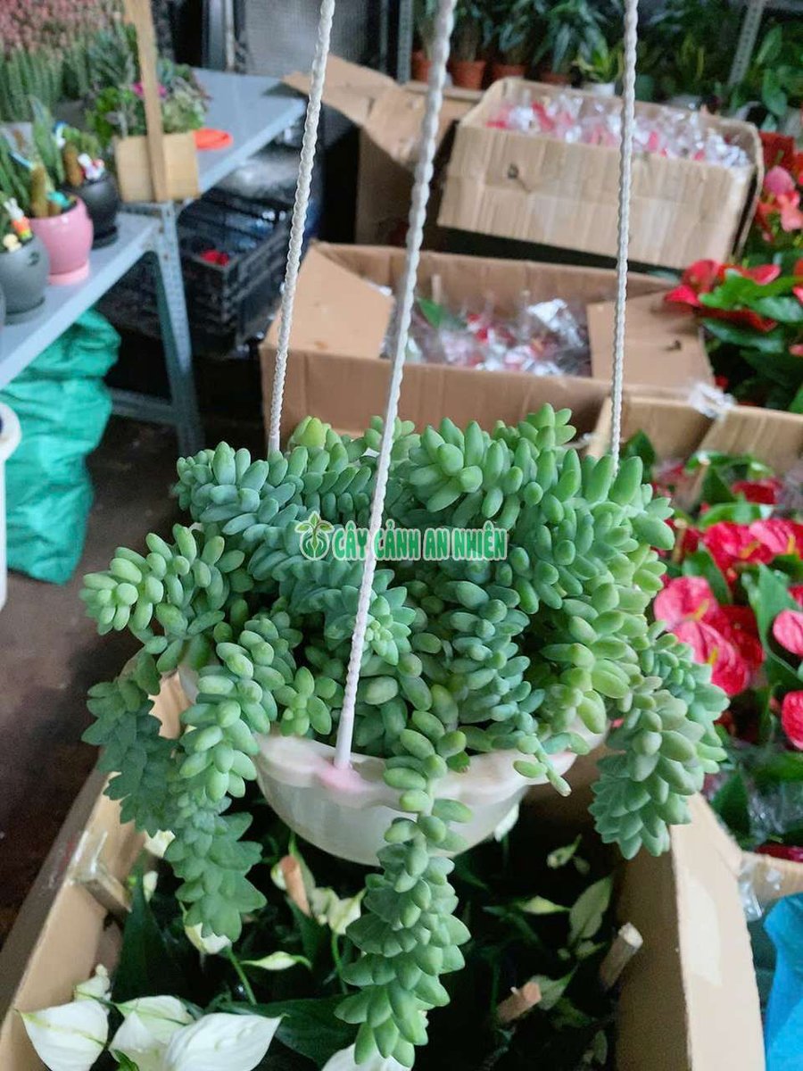 Chậu Cây Chuỗi Ngọc Treo