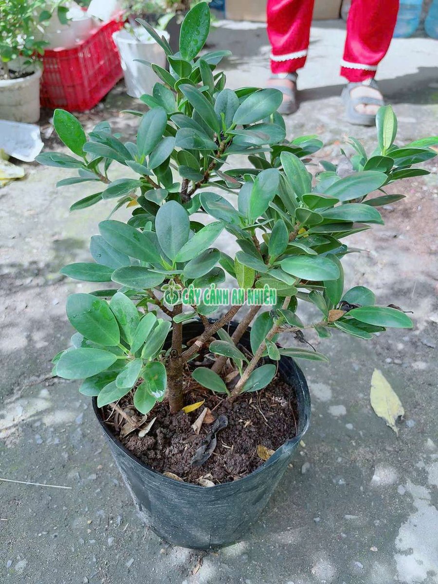 Cây Da Nhật Để Bàn