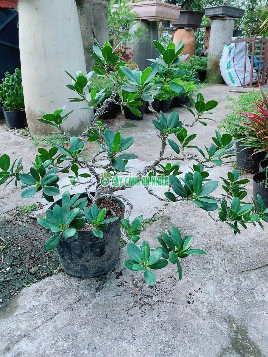 Cây Da Nhật Bonsai Tán Đẹp