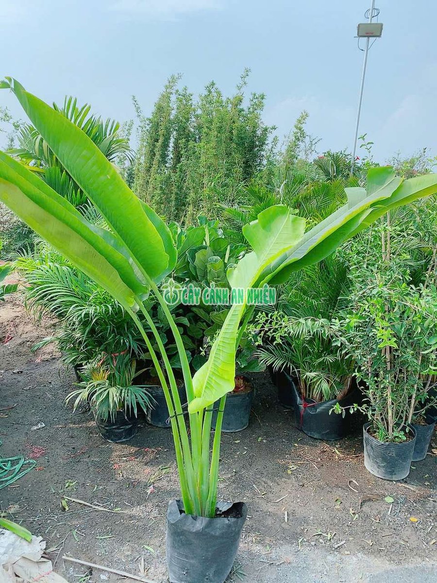 Cây Chuối Rẻ Quạt