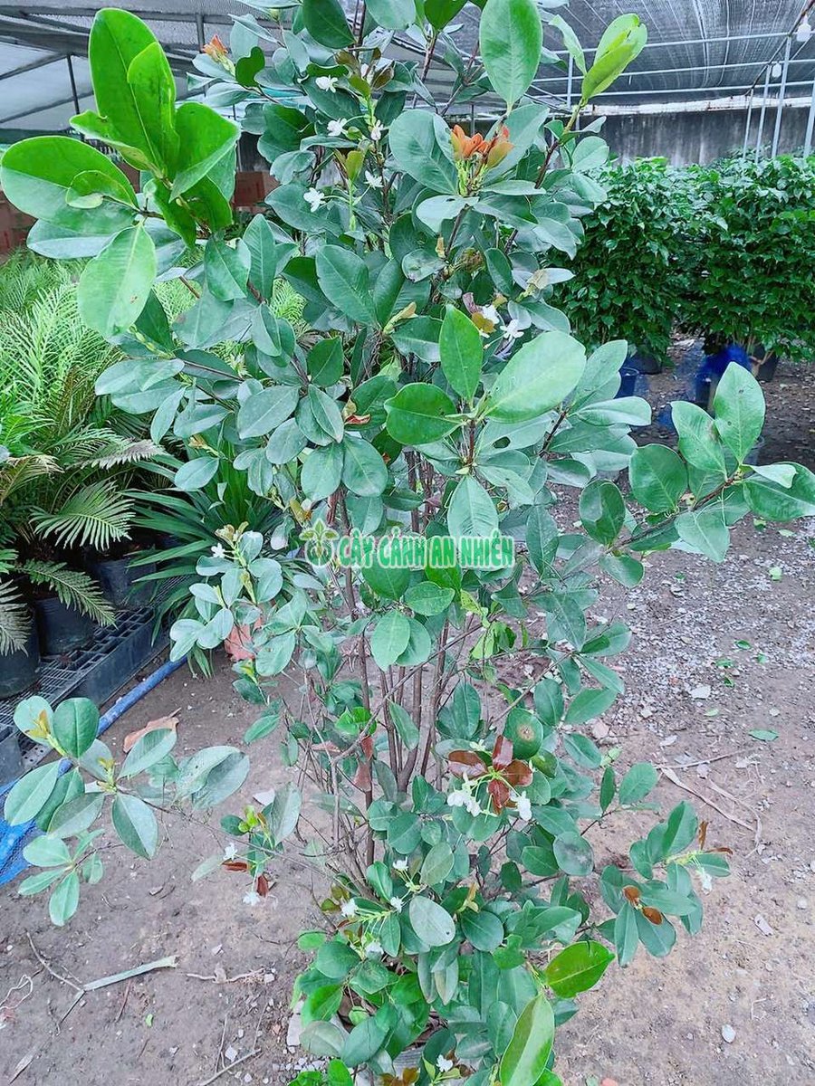 Cây Cherry Brazil Hơn 1m