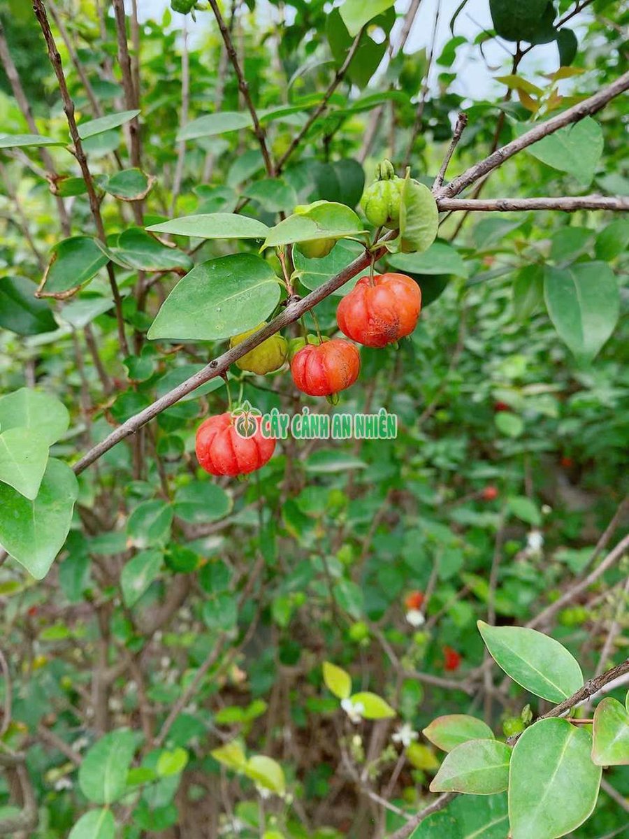 Cây Cherry Khía
