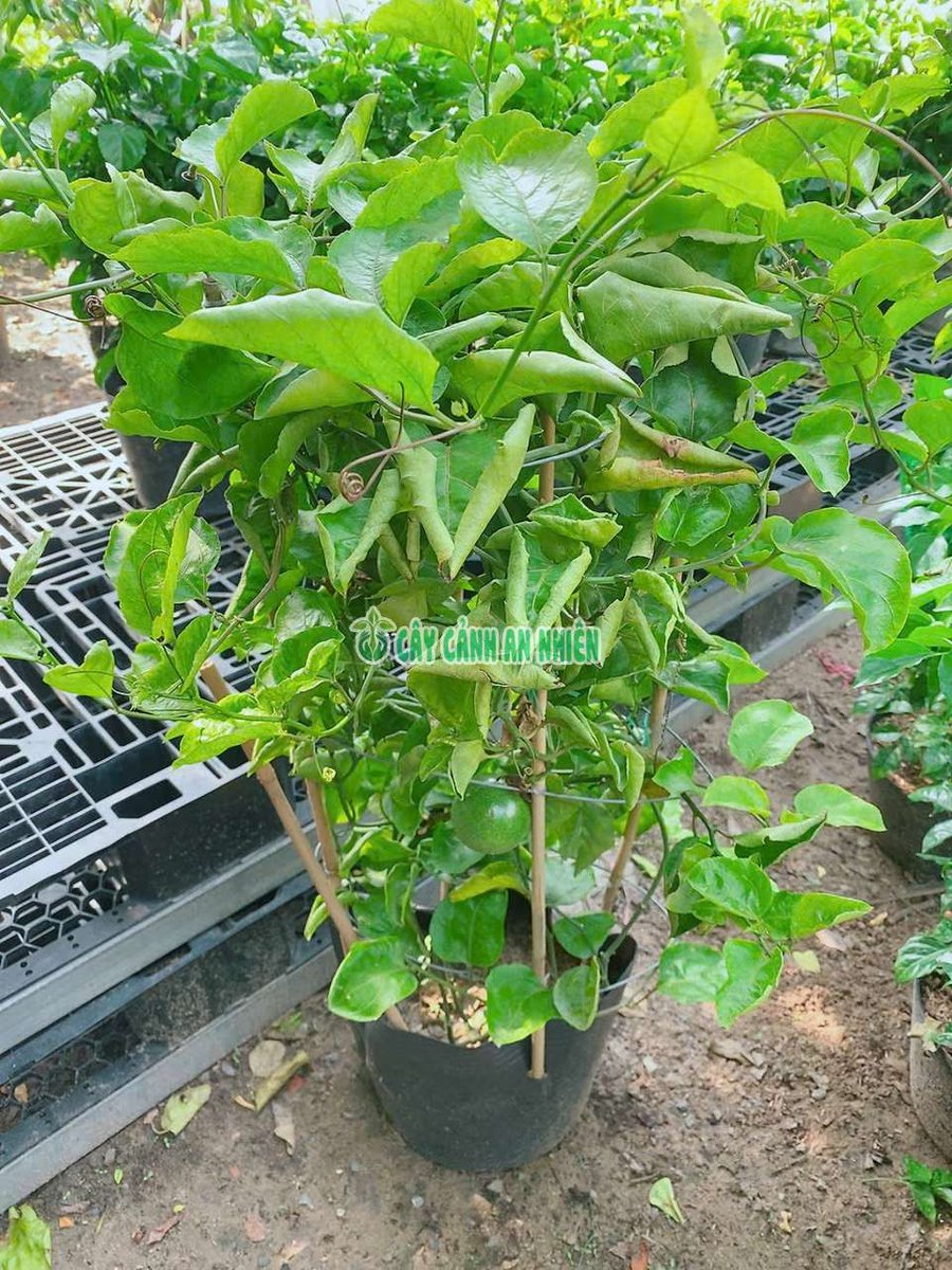 Bụi Chanh Dây Trái Vàng
