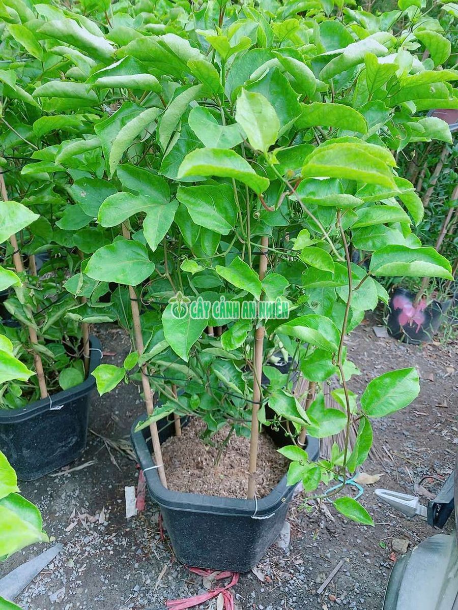 Bụi Chanh Dây Ngọt