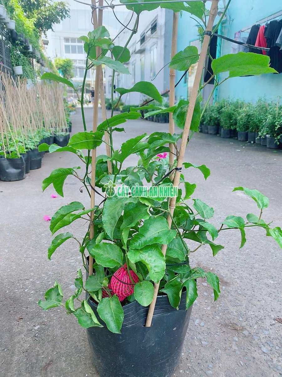 Bụi Chanh Dây Leo Giàn