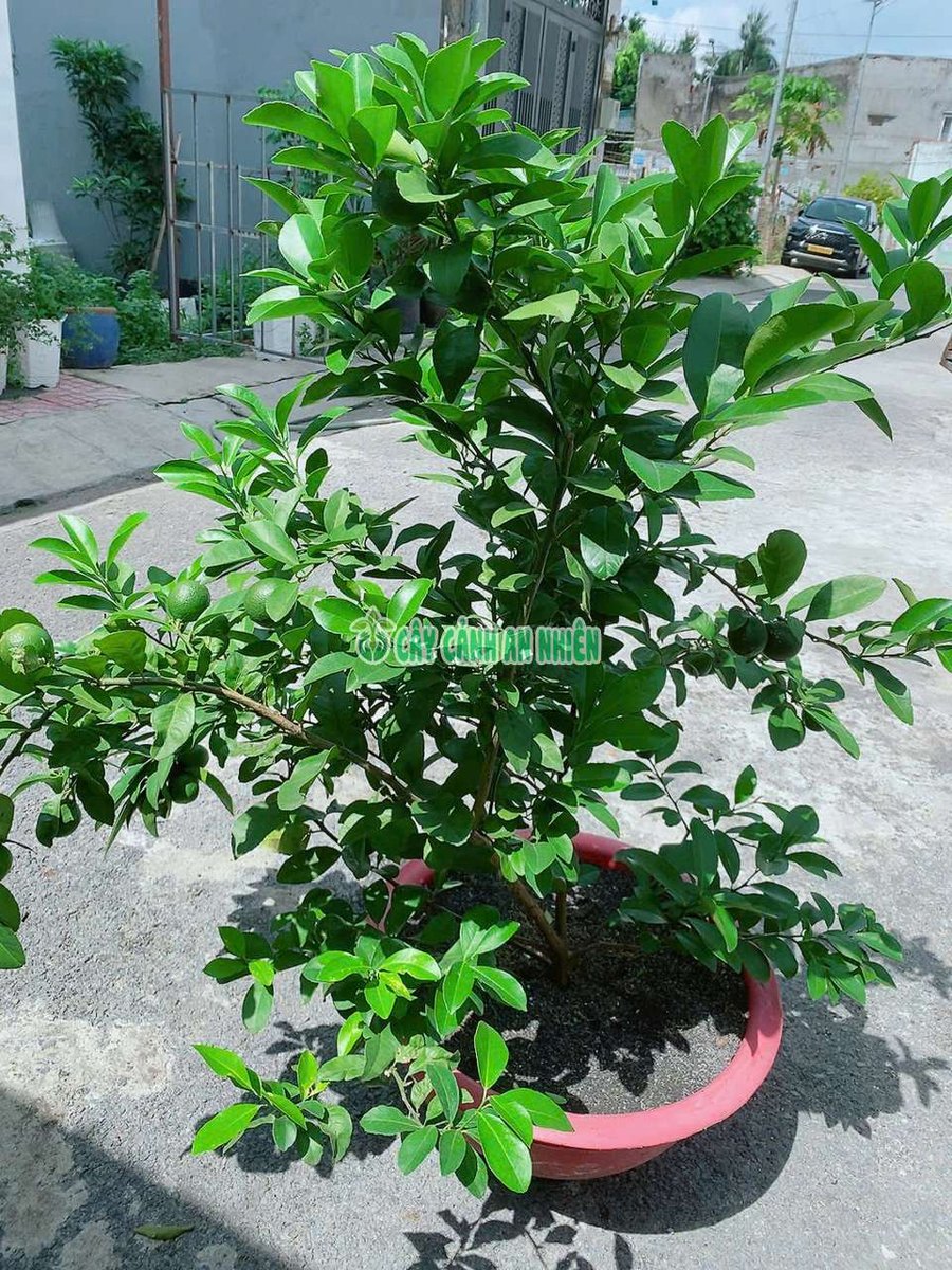 Chanh Tứ Quý Lớn Cho Sai Trái
