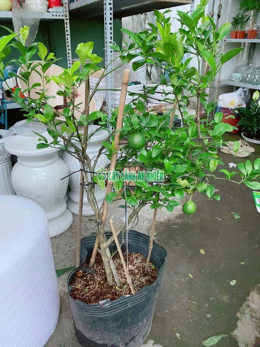 Chanh Tứ Quý Cho Sai Trái