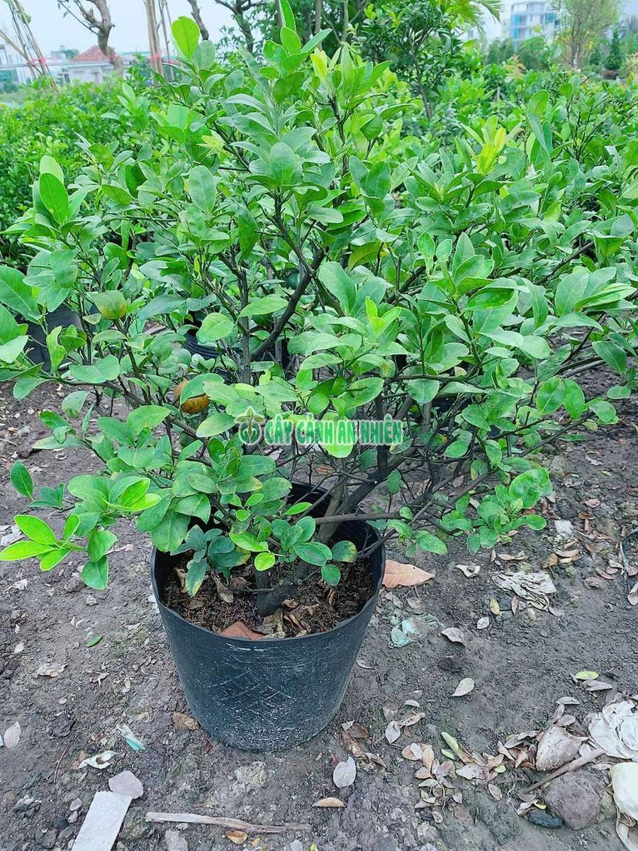 Cây Chanh Bắc Bụi Lớn 1m