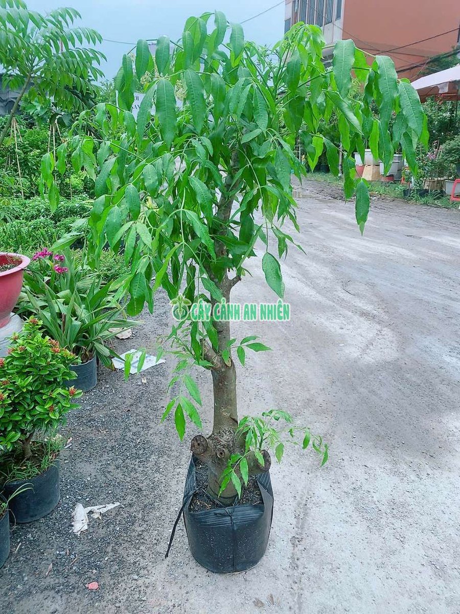 Cây Cóc Thái Cổ Thụ 1m2