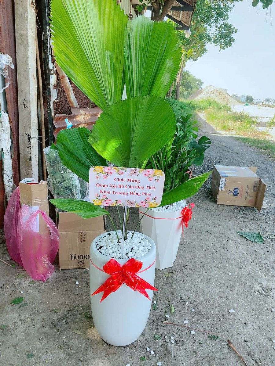 Chậu Cây Cọ Nhật (Kè Nhật)