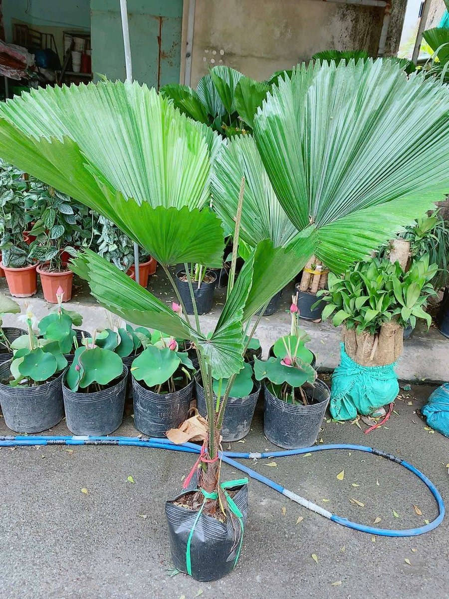 Cây Cọ Nhật 1m6 (Kè Nhật)