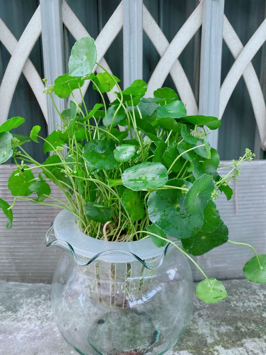 Cây Cỏ Đồng Tiền Thủy Sinh (rau má lá sen, rau má dù)