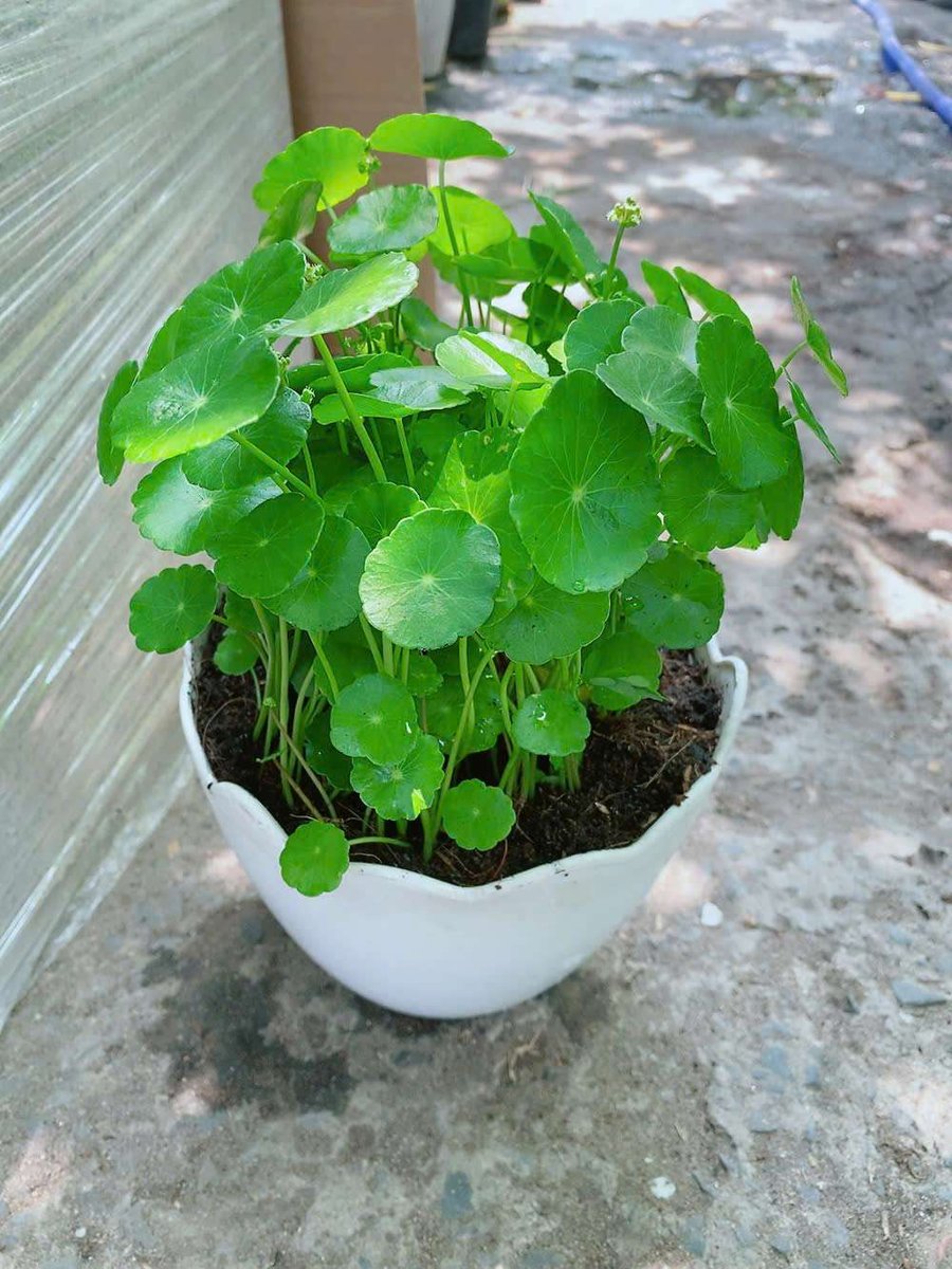 Chậu Cây Cỏ Đồng Tiền (rau má lá sen, rau má dù)