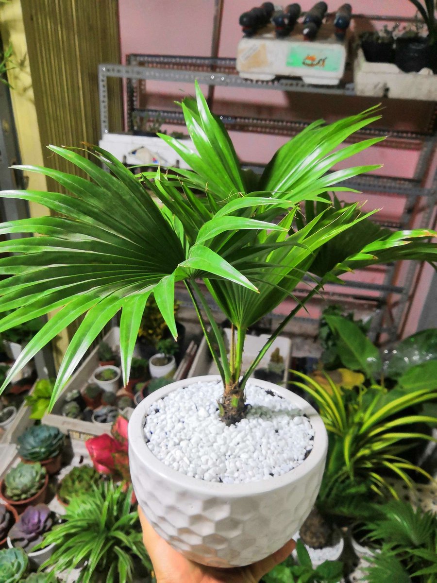 Cọ Kiểng Để Bàn