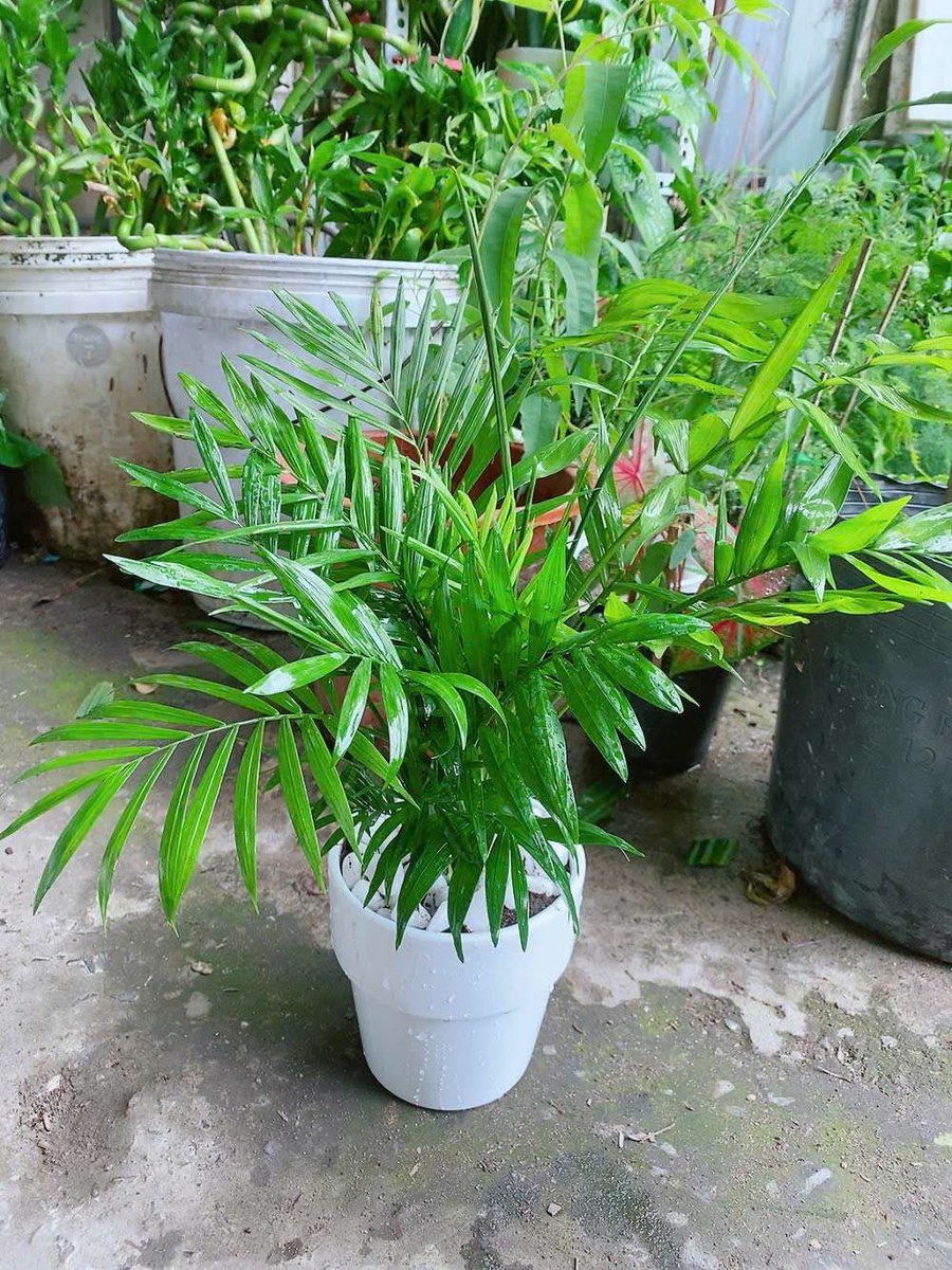 Chậu Cây Cau Tiểu Trâm
