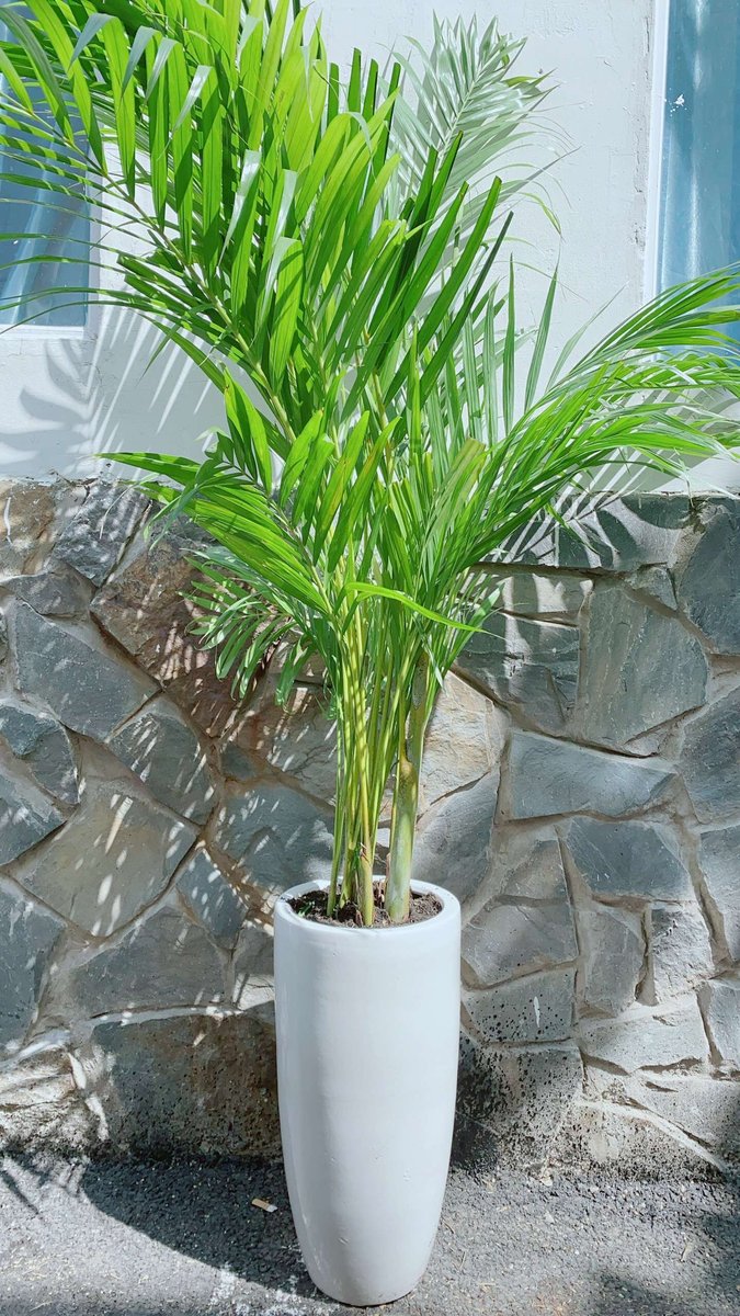 Chậu Cau Vàng 1m5