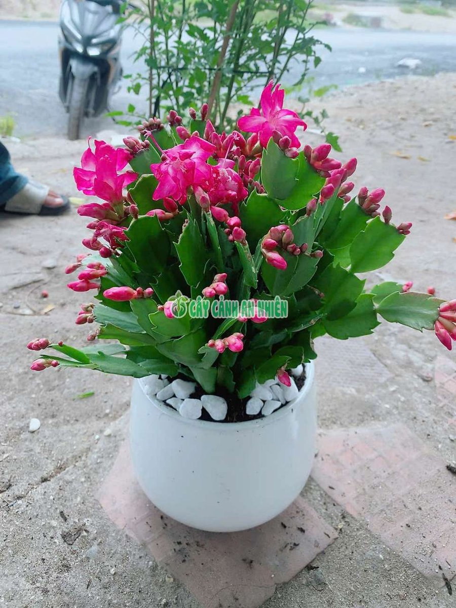 Cây Lan Càng Cua Màu Hồng (Tiểu Quỳnh Hồng)