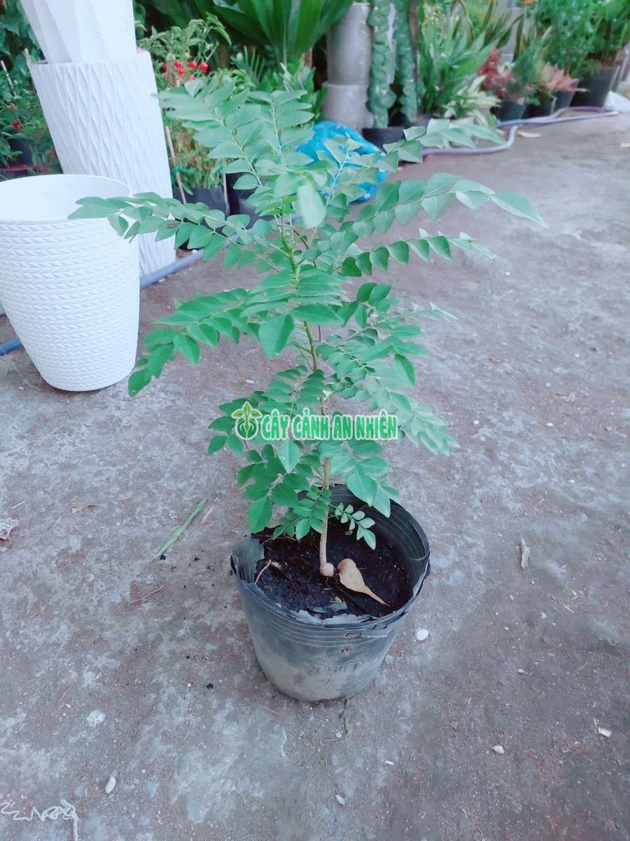 Cây Cari Ấn Độ