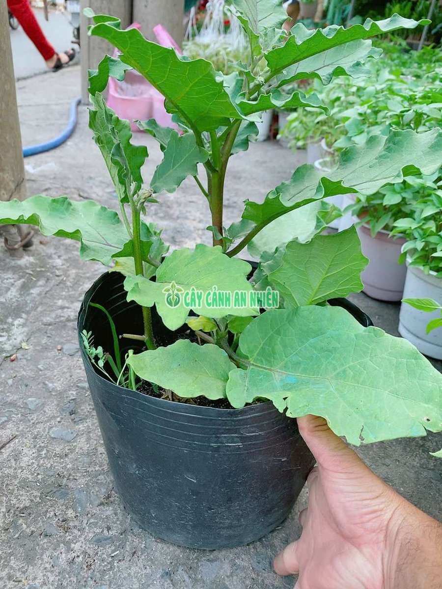 Cây Giống Cà Tím