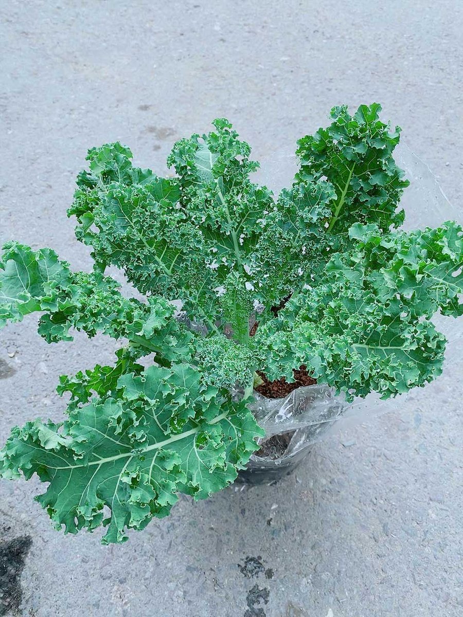 Bụi Cải Kale