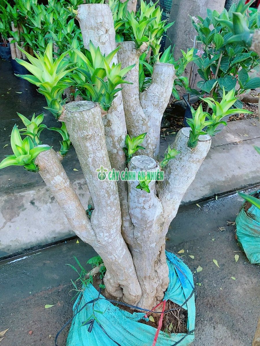 Cây Thiết Mộc Lan Gốc Cổ Thụ