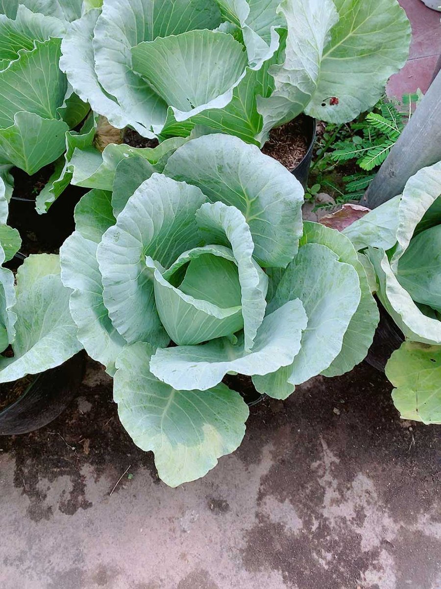 Bắp Cải Mẫu 001