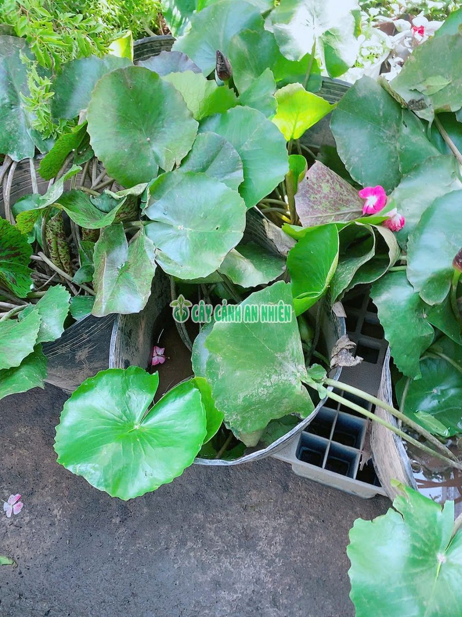 Bông Súng Trồng Nước