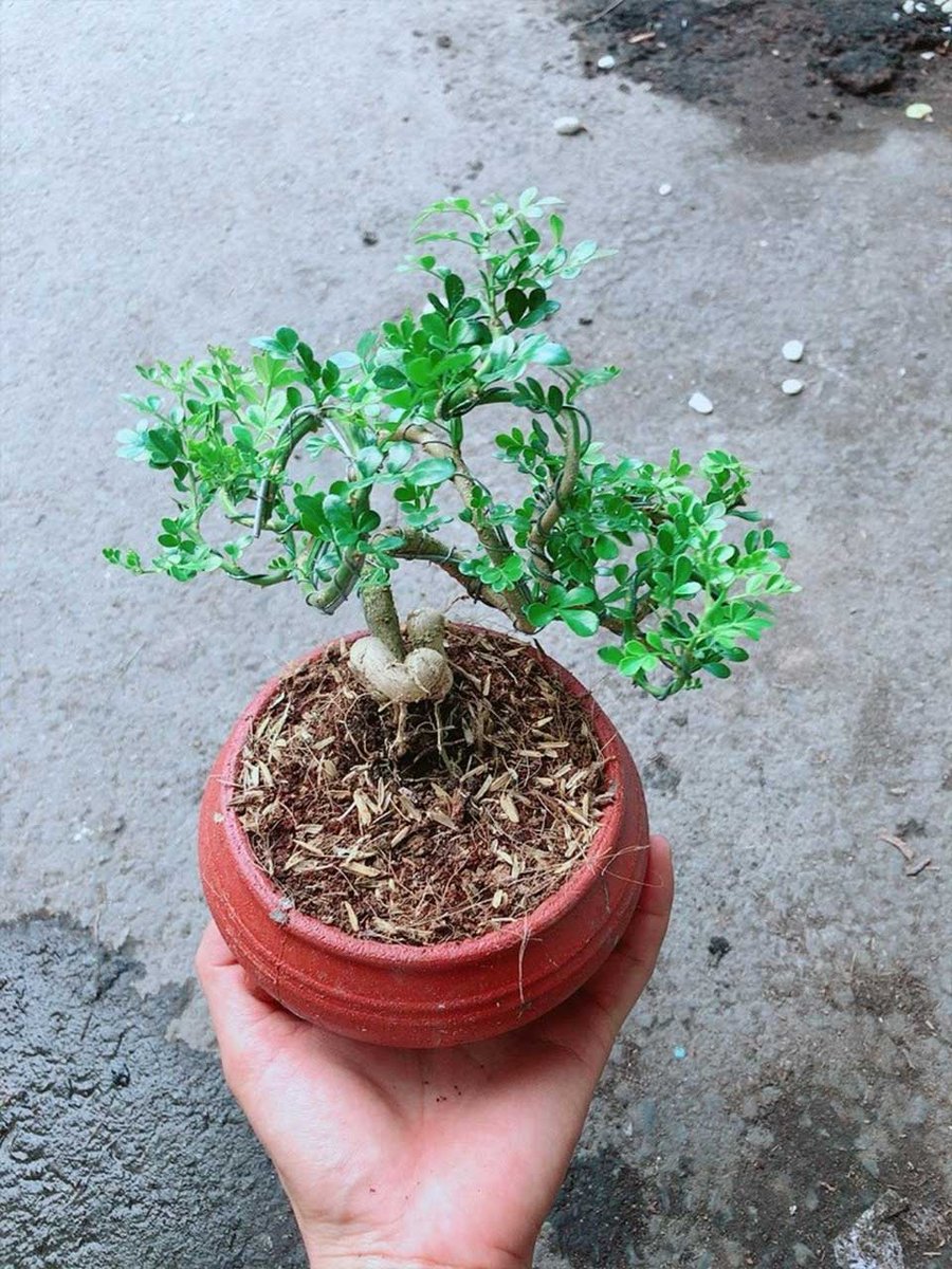 Cây Cần Thăng Mẫu 001