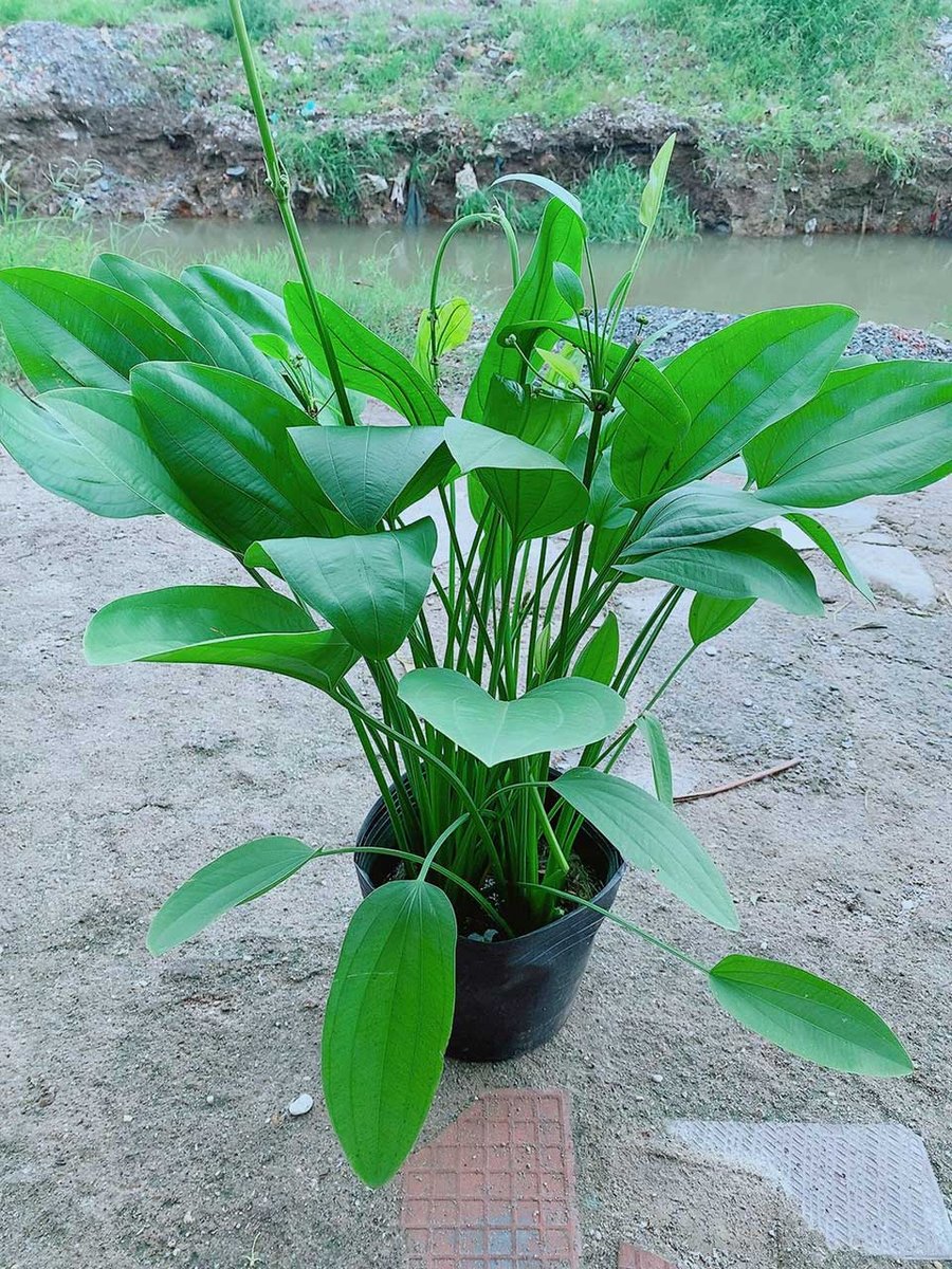 Bách Thủy Tiên Mẫu 001