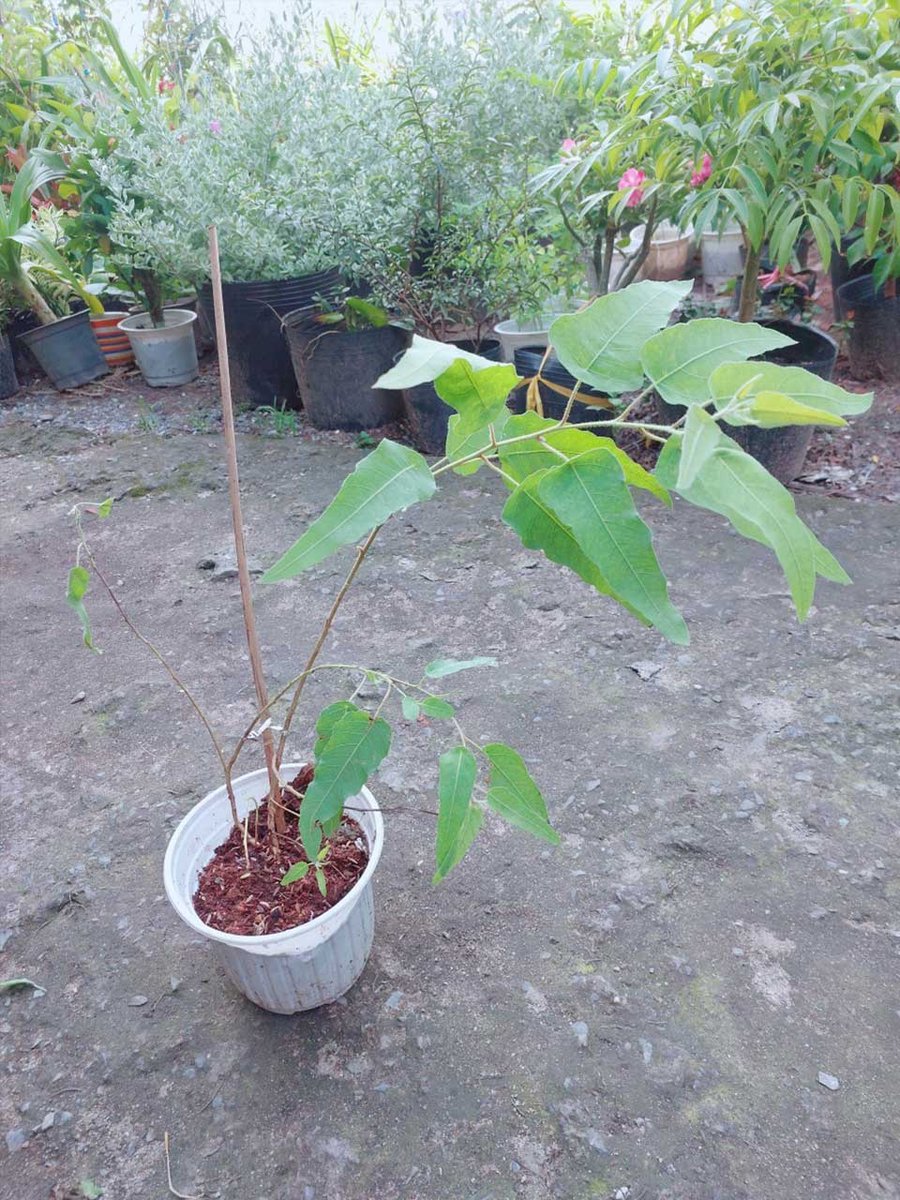 Bạch Đàn Chanh Mẫu 001