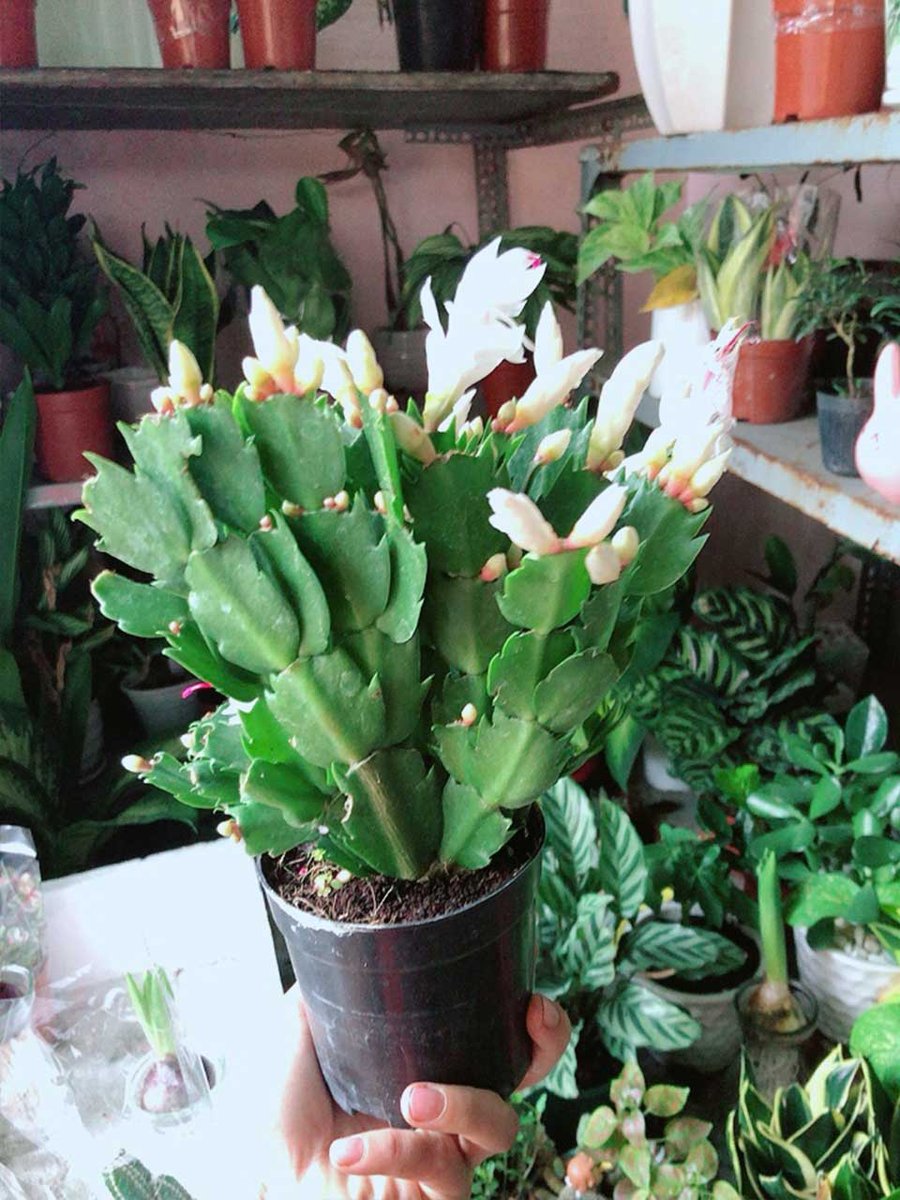 Cây Càng Cua – Tiểu Quỳnh Mẫu 001