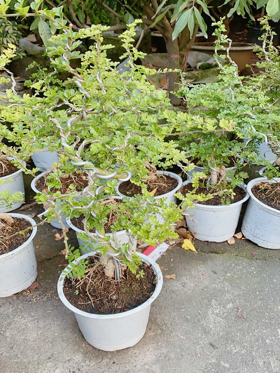 Cây Cần Thăng Mẫu 002